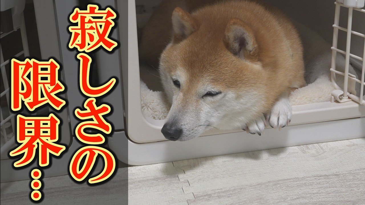 兄柴犬が入院して２日目、弟柴犬がハウスに引きこもるようになりました・・・