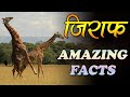 ज़िराफ संभोग कैसे करते हैं, देखकर दिमाग घूम जाएगा | Fantastic Facts about Giraffe | giraffe facts