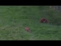 Red Fox cubs playing 16.7.23  North Glasgow