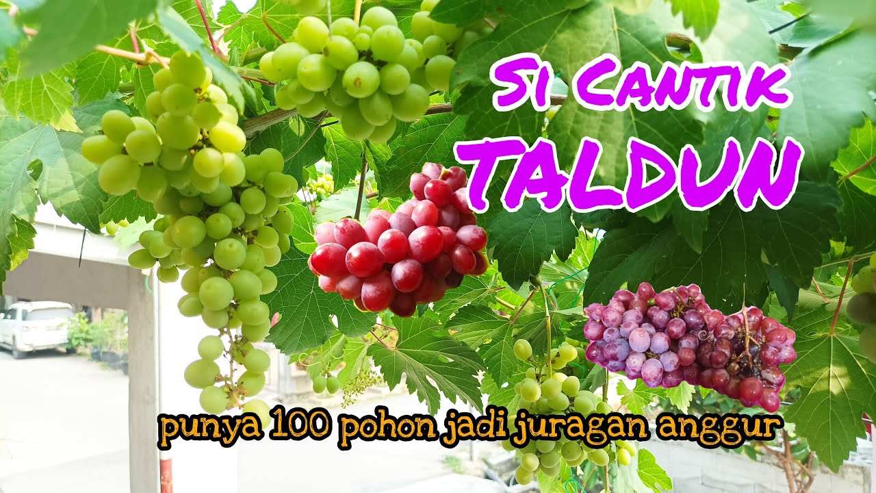Anggur Taldun || Jenis Anggur Genjah