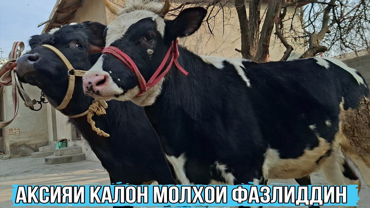 3-САР МОЛХОИ ФАЗЛИДДИН АРЗОНИ БЕХТАРИН АЗ СПИТАМЕН УСПЕТ КУНЕД 1 марта 2026г 