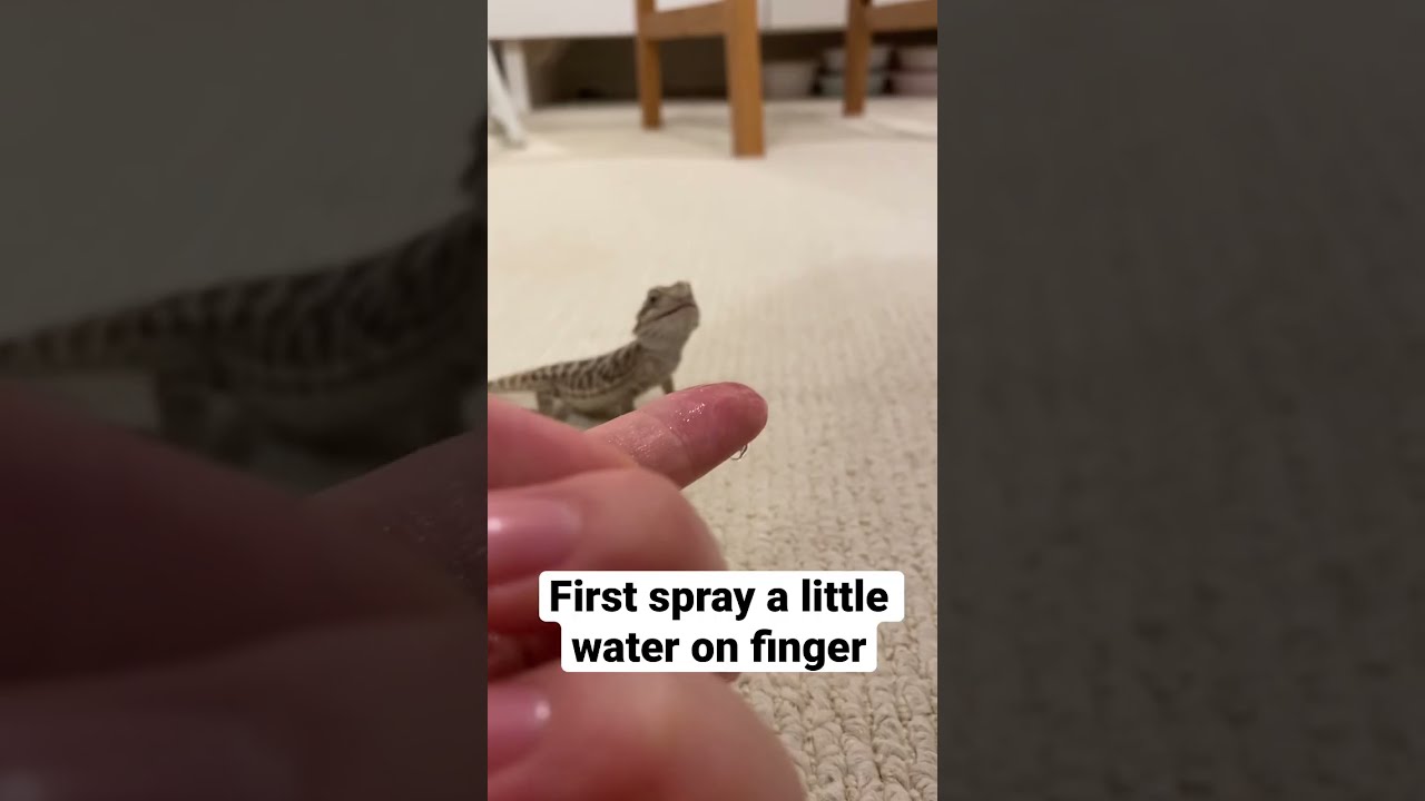 Tips On Feeding Baby Bearded Dragon Water