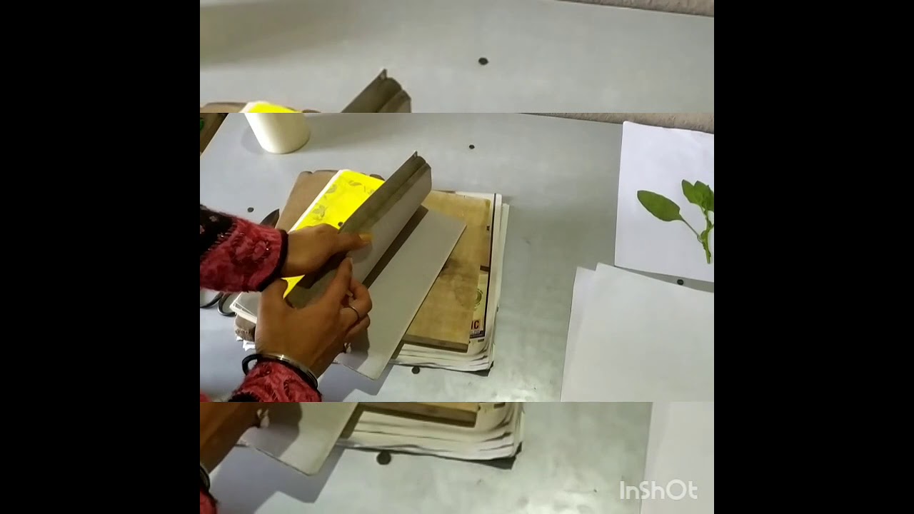 Herbarium File/ How to dry plants for herbarium YouTube