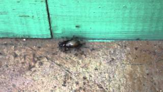 Crazy ants moving object together