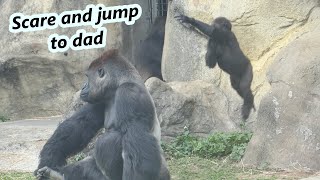 Little gorilla Jabali jumped to dad from back. / 小大猩猩Jabali樂此不疲的從後面跳到爸爸身上