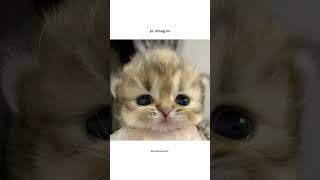 noble person #viral #cat #aestheic #funnyanimal #funny #memes #funnycat #catmeme