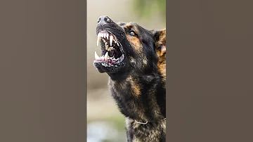 Big Dog Barking Loud 