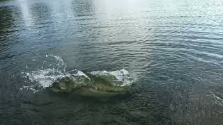 BASS eating in slow mo