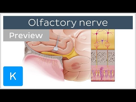 Video: Olfactory Nerv Function, Location & Anatomy - Kroppskartor