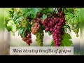 MIND BLOWING BENEFITS OF GRAPES - HEALTH BENEFITS OF GRAPES - BENEFITS OF GRAPES - SEASONAL FRUITS