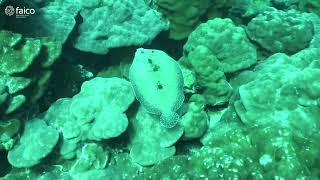 Montes Submarinos de la Cordillera Submarina del Coco
