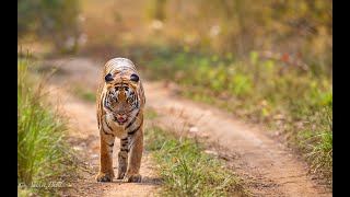 Will the injured Tigress be able to find her cubs? | Kolara Tadoba |