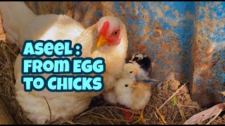 Aseel:  From Egg to Chicks| Chicken Harvesting Egg  to Chicks| Village Farm| Andhra Pradesh| India by Indian Agri Farm 4,967 views 1 year ago 17 minutes