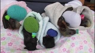 Five In Line For Batty Cuddles