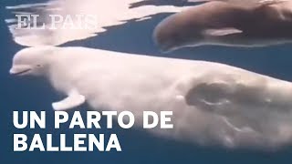 Así nace una ballena beluga