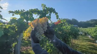 On the Farm: Grape Harvest