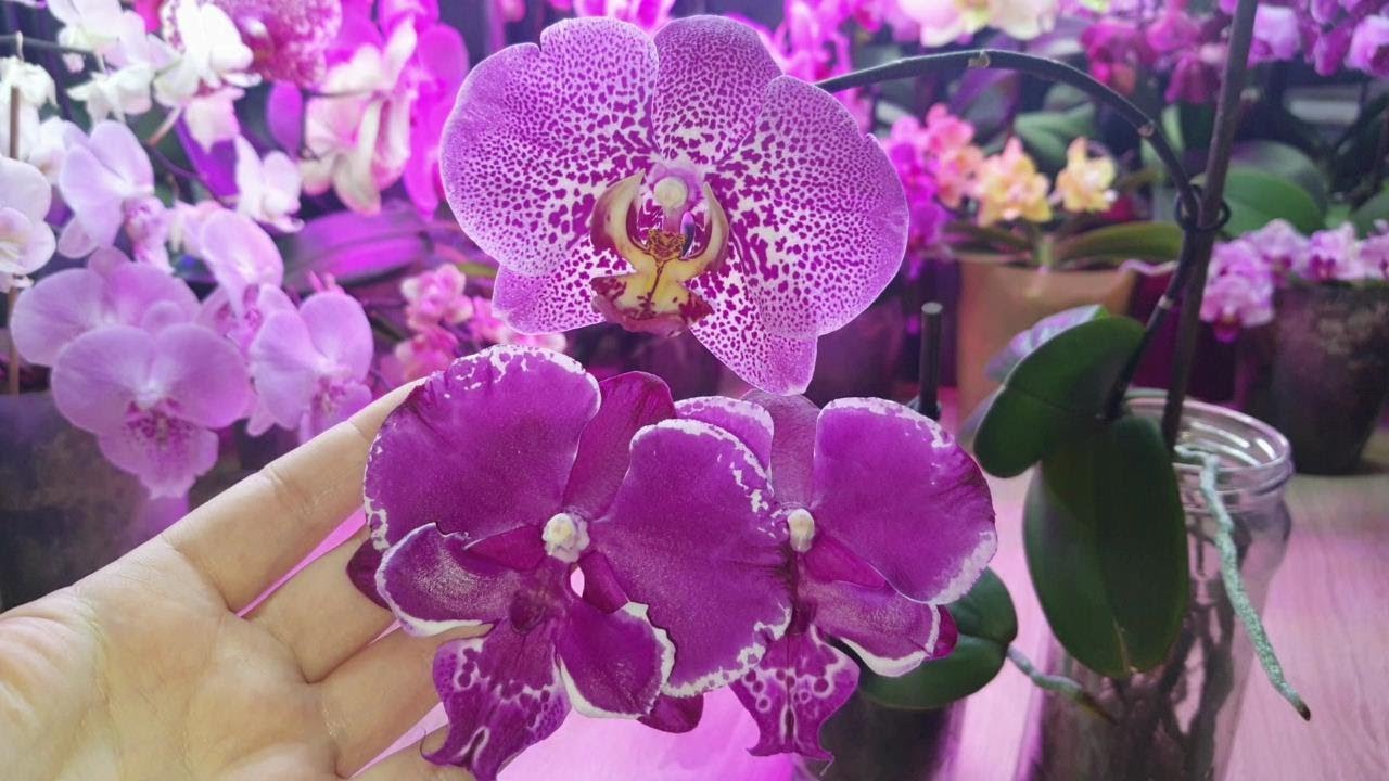 Phalaenopsis Allura Dracarys big lip и Mei Dar Prince King. 