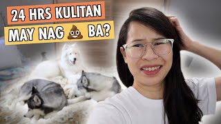 24 HOUR IN THE ROOM CHALLENGE WITH MY 3 HUSKY DOGS (PHILIPPINES)