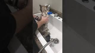 Bathing and handling techniques for DIY grooming