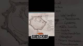 Plant ☘️ cell diagram drawing #drawing #art #trending #sketch #shorts