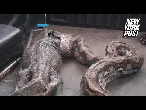 Giant Snake Vomits Up Impossibly Large Lizard | New York Post