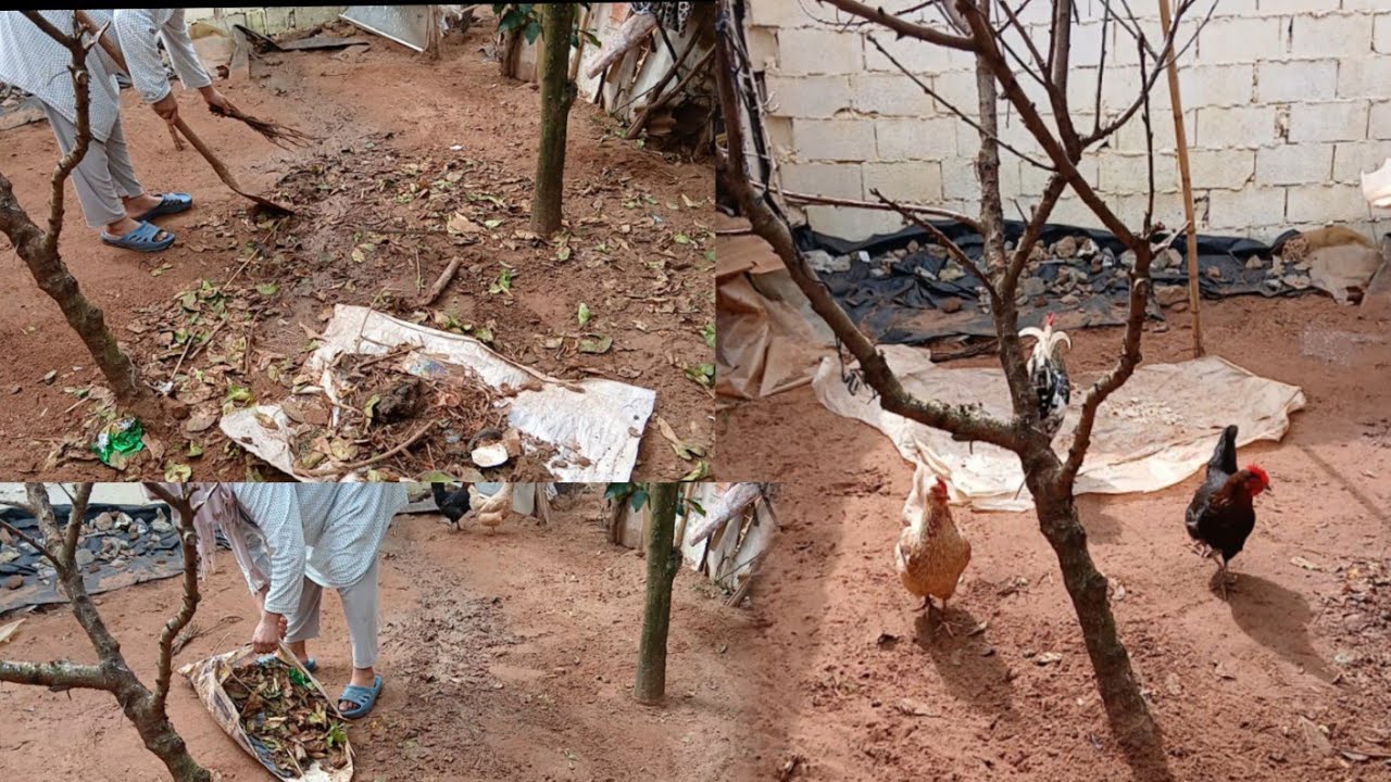 الله ياربي هاد الدجاجات متيخلو حتى حاجه