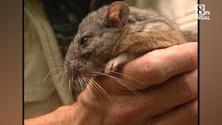 What's the difference between woodrats and the Norway rat?
