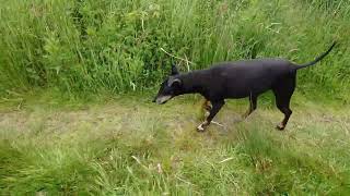 Chester the Manchester Terrier and the blooming dunes by Chester & Valta 269 views 1 year ago 4 minutes, 23 seconds