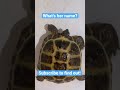 My pet