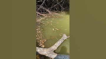 Đi cắm câu cá lóc p1 #shortvideo #shorts