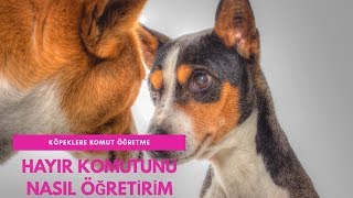 Hayır Komutu Köpeklere Nasıl Öğretilir. | Köpek Eğitimi