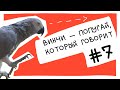 Винчи — попугай, который говорит. Сборник #7