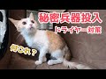 【秘密兵器：後編】子猫はドライヤーが大嫌い！秘密兵器投入でしっかり乾燥！【スコティッシュフォールド】
