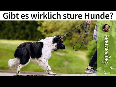 Video: Wie man einen spastischen Hund zähmt