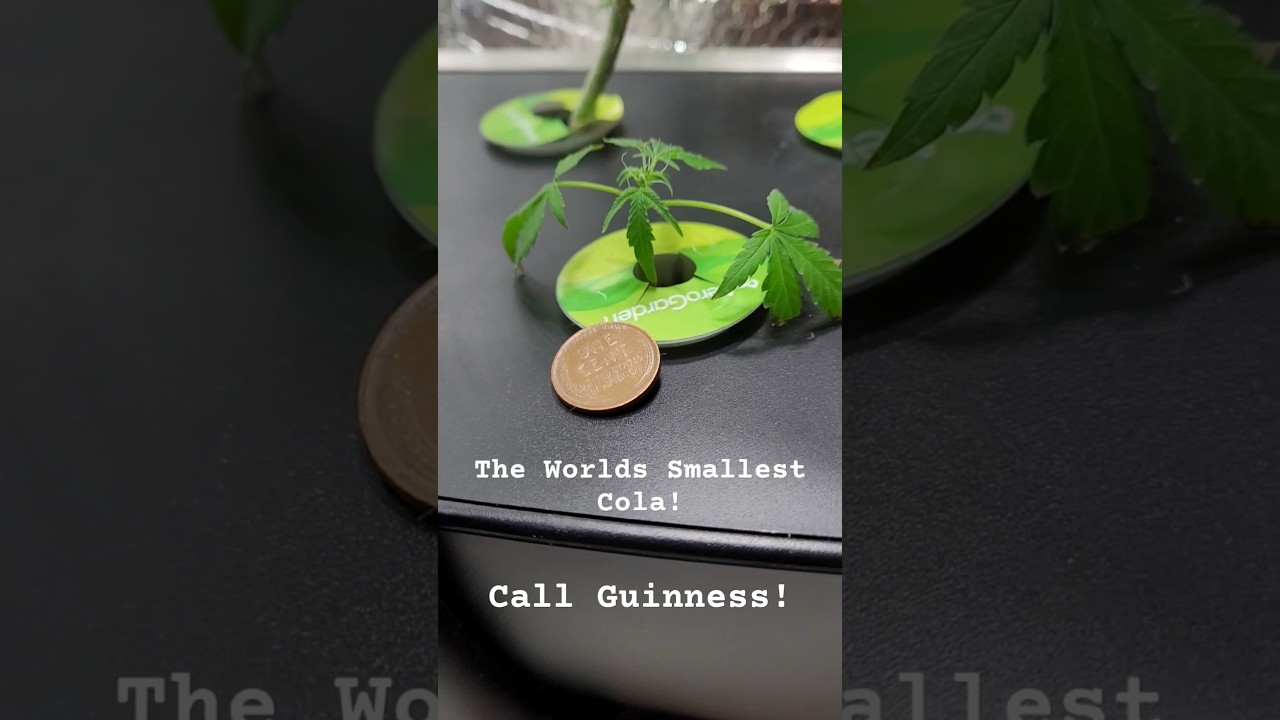 World 🌎 Record Smallest Cannabis Cola! Hydroponic Living Soil Side-by-Side Home Grow -Call Guinness!