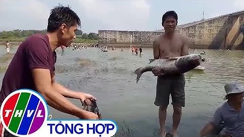 THVL | Thủy điện Trị An đóng đập, người dân đổ xô bắt cá