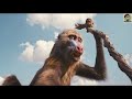 MUFASA THE LION KING Trailer 4K ULTRA HD 2024