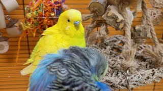 Happy Budgie Sounds