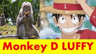 My Monkey D Luffy in his breaktime this weekend #Short video screenshot 5