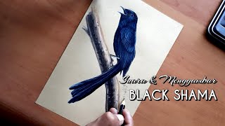 RARE BIRDS! Black Shama - How to Draw Birds