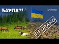 ГУЦУЛЫ. ВЫРУБКА ЛЕСОВ. Украина без деревьев.