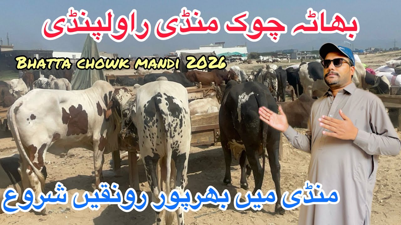 bhatta chowk mandi 2026 update ll i12 mandi 2026 update ll bhata chowk ...