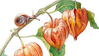 Watercolor Fall Tutorial 🧡 Chinese Lantern (Physalis) Step-by-Step