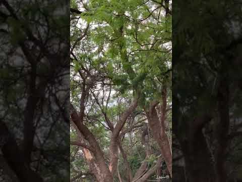 شجرة الجاكرندا من جميلات الأشجار وزرعت في مناطق السعودية ونجحت بلا فروقات