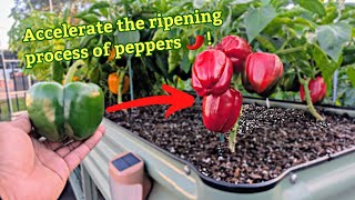 How to Ripen up Peppers ( Works Fast ) #peppers #garden