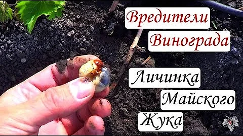 Вредители винограда. Личинка майского жука в действии (Хрущ)