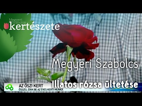 Videó: Illatos rózsafajták – jó illatú rózsák kiválasztása