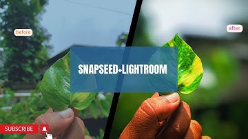 Snapseed photo editing||lightroom photo editing#nature #mobilephotography #snapseed #lightroom #edit