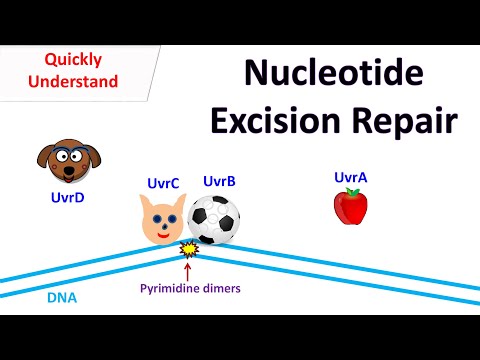 Video: Wat doet nucleotide excisie reparatie?