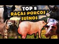 As 8 principais raas de porco no brasil  raas de sunos usadas no brasil